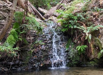 california/redwood-national-and-state-parks/attraction/portola-redwoods-state-park