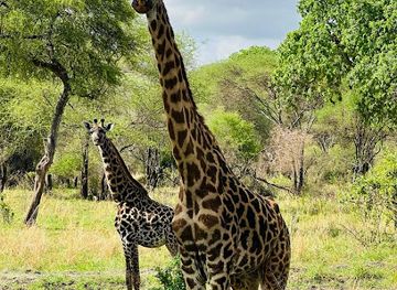 tanzania/northern-zone/attraction/cheeky-monkey-safaris-tours-the-best-tanzania-serengeti-safari-kilimanjaro-trekking-zanzibar-tour-operating-company