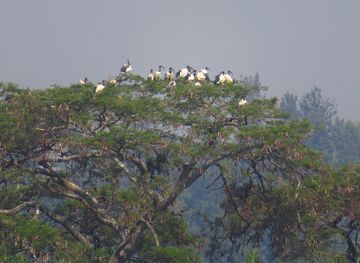 burundi/ruvubu-national-park/attraction/ile-d-akagwa-akagwa-island