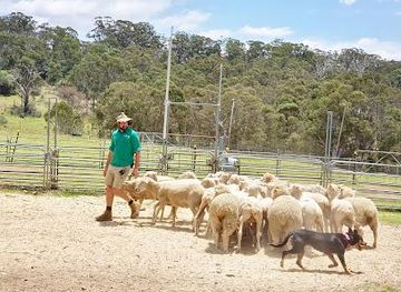 australia/sydney/attraction/calmsley-hill-city-farm