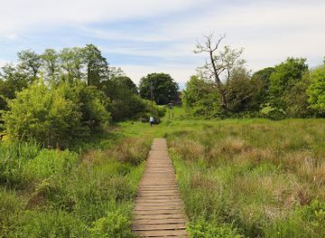 united-kingdom/cheshire/attraction/wybunbury-moss-nnr-sssi-site
