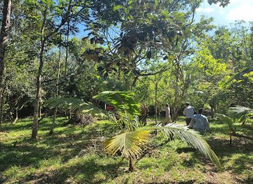 belize/vaca-plateau/attraction/community-baboon-sanctuary-visitor-center-and-museum-a-black-howler-monkey-sanctuary