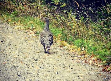 norway/trysil/attraction/flyktningerutene-pa-finnskogen