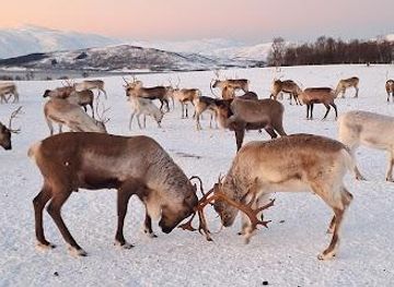 norway/tromso/attraction/tromso-lapland