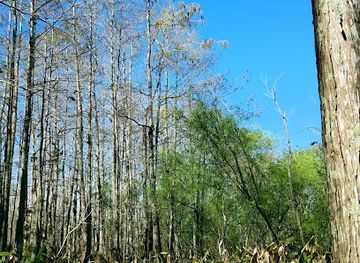 florida/fakahatchee-strand-preserve-state-park/attraction/big-cypress-swamp-tours-concho-billie-trail