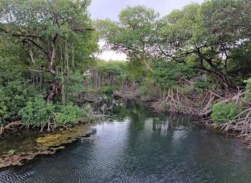 curacao/westpunt/attraction/curacao-rif-mangrove-park
