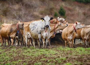 pennsylvania/lower-susquehanna-valley/attraction/the-lands-at-hillside-farms