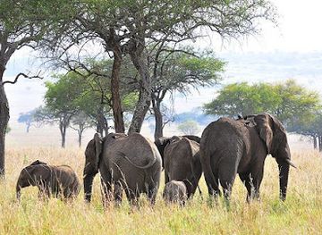 uganda/ssese-islands/attraction/gigo-safari-africa