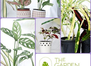 trinidad-and-tobago/pitch-lake/attraction/brewster-place-healing-gardens