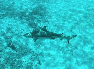 maldives/huraa/attraction/shark-snorkeling-spot