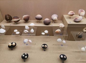 thailand/phuket/attraction/phuket-seashell-museum
