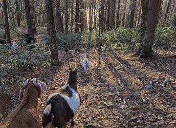 new-york/catskill-mountains/attraction/frederick-farm-goat-rescue-and-sanctuary