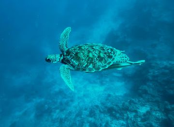 maldives/guraidhoo/attraction/turtle-s-head