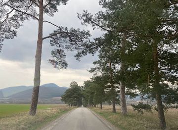 hungary/zemplen-mountains/attraction/fuzerradvanyi-erdei-fenyo-allee