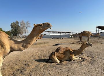 bahrain/hawar-islands/attraction/camel-farm-zallaq