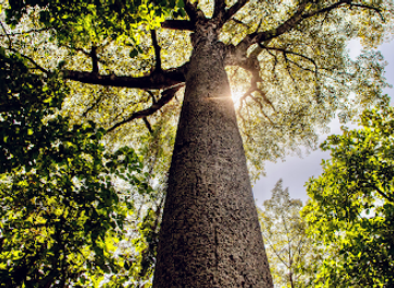 tanzania/lake-zone/attraction/rau-forest-sustainable-tourism