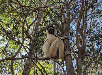 madagascar/menabe/attraction/reserve-forestiere-de-kirindy