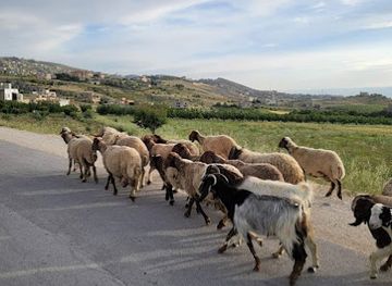 lebanon/bekaa-valley/attraction/alnby-sheit