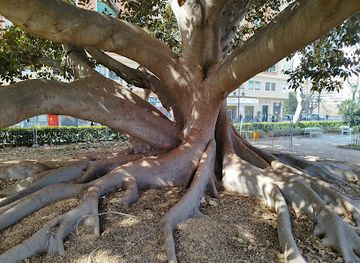 spain/valencian-community/attraction/ficus-historico