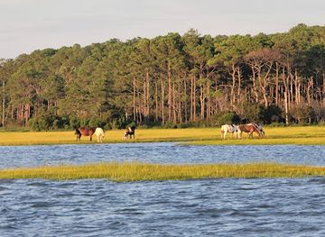 virginia/assateague-island/attraction/captain-dan-s-around-the-island-tours