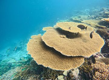 maldives/thoddoo-island/attraction/table-coral-garden