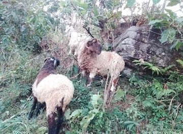 nepal/tilicho-lake/attraction/janjyoti-agro-farm