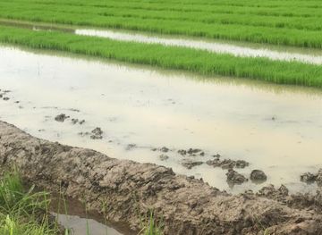 the-gambia/soma/attraction/sapu-rice-fields