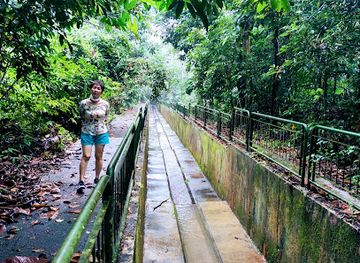 singapore/bukit-timah-nature-reserve/attraction/gaharu-trail