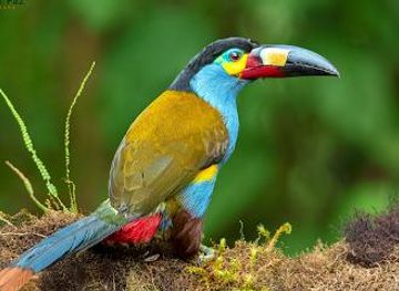 ecuador/mindo/attraction/refugio-paz-de-las-aves