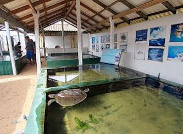 sri-lanka/mirissa/attraction/sea-turtle-hatchery-rescue-center