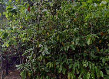 indonesia/tana-toraja/attraction/tongkonan-tambolang-takkerapo