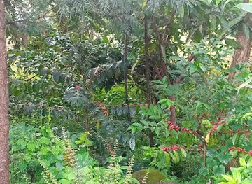 ethiopia/bahir-dar/attraction/fentahun-ayalew-green