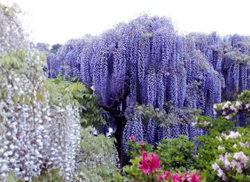 japan/kanto/attraction/hasama-nature-observation-park