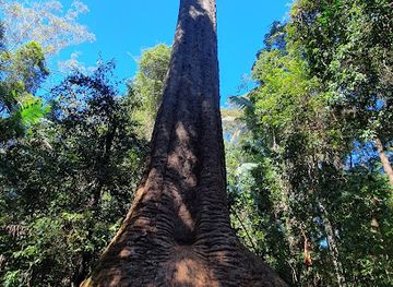 australia/mid-north-coast/attraction/burrawan-state-forest