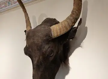 Natural History Museum - متحف التاريخ الطبيعي