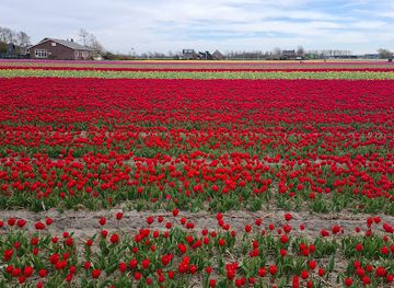 netherlands/bollenstreek/attraction/streekmuseum-veldzicht