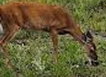 florida/sebring/attraction/highlands-hammock-state-park-ranger-station