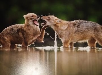 israel/kfar-saba/attraction/gan-shaked