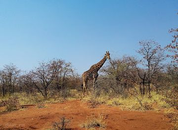 botswana/tuli-block/attraction/limpopo-lipadi-wildlife-and-wilderness-reserve