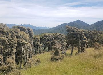 new-zealand/marlborough/attraction/wind-swept-trees