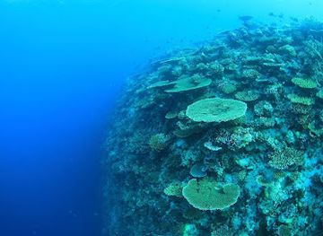 maldives/dhangethi-island/attraction/black-coral-garden