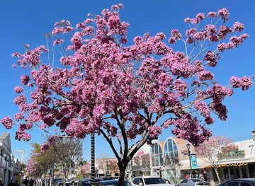 california/san-gabriel-valley/attraction/little-india