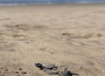 mexico/costa-grande/attraction/campamento-tortuguero-playa-hermosa