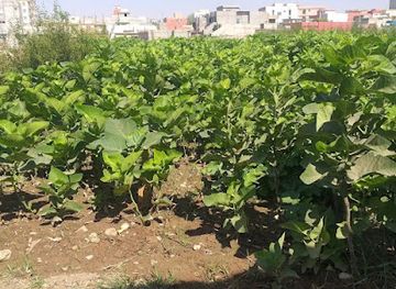 iraq/zakho/attraction/mshtala-kashan