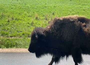 south-dakota/needles-highway/attraction/custer-state-park-norbeck-wildlife-preserve