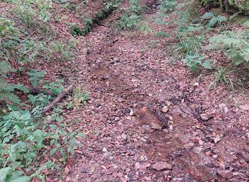 slovenia/celje/attraction/gozdni-potoki-mestni-park-celje