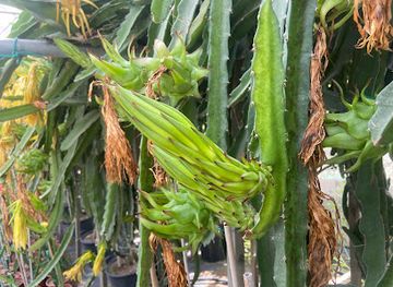 cyprus/governor-s-beach/attraction/dragon-fruit-farm