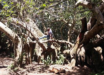 malawi/livingstonia/attraction/chilema-tree