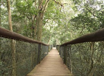 south-africa/elephant-coast/attraction/dlinza-forest-aerial-boardwalk