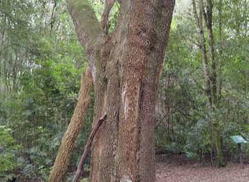 uruguay/sierras-de-carape/attraction/bosque-de-los-druidas